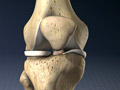 Anatomy of the Knee