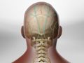 Greater Occipital Nerve Block