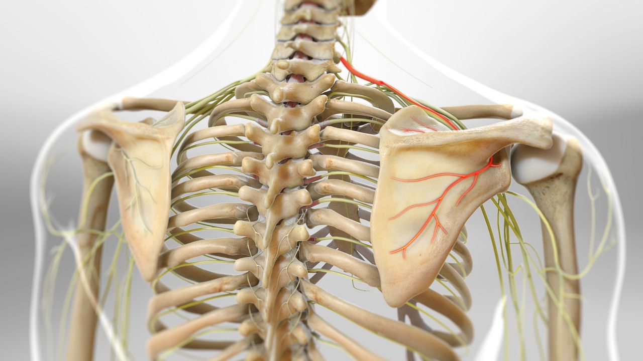 Suprascapular Nerve Block (Fluoroscopically Guided)