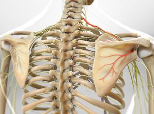 Suprascapular Nerve Block (Fluoroscopically Guided)